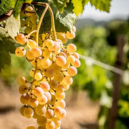ファームステイ Fattoria Fibbiano